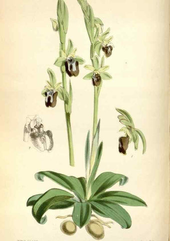 Reproducción/Reproduction 35144623951: Curtis's botanical magazine.. London ; New York [etc.] :Academic Press [etc.]