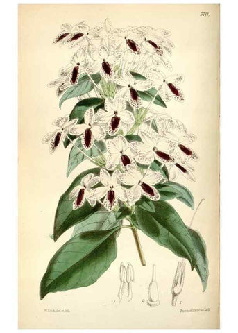 Reproducción/Reproduction 34465182813: Curtis's botanical magazine.. London ; New York [etc.] :Academic Press [etc.]