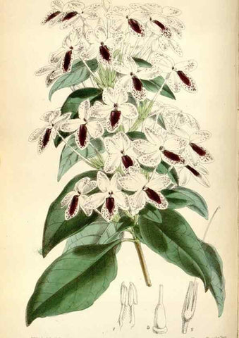 Reproducción/Reproduction 34465182813: Curtis's botanical magazine.. London ; New York [etc.] :Academic Press [etc.]