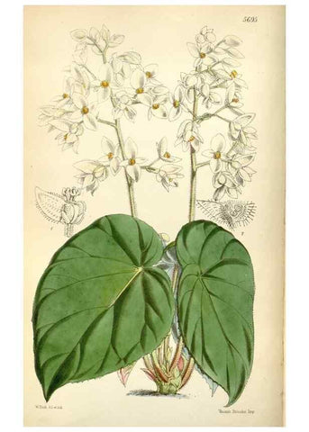 Reproducción/Reproduction 34430884414: Curtis's botanical magazine.. London ; New York [etc.] :Academic Press [etc.]