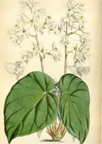 Reproducción/Reproduction 34430884414: Curtis's botanical magazine.. London ; New York [etc.] :Academic Press [etc.]