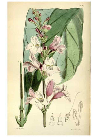 Reproducción/Reproduction 34430886754: Curtis's botanical magazine.. London ; New York [etc.] :Academic Press [etc.]