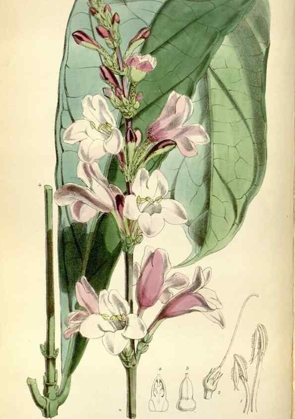 Reproducción/Reproduction 34430886754: Curtis's botanical magazine.. London ; New York [etc.] :Academic Press [etc.]