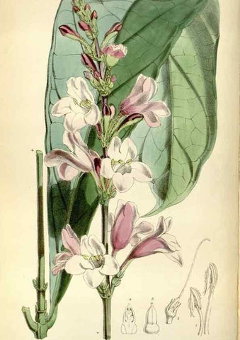 Reproducción/Reproduction 34430886754: Curtis's botanical magazine.. London ; New York [etc.] :Academic Press [etc.]
