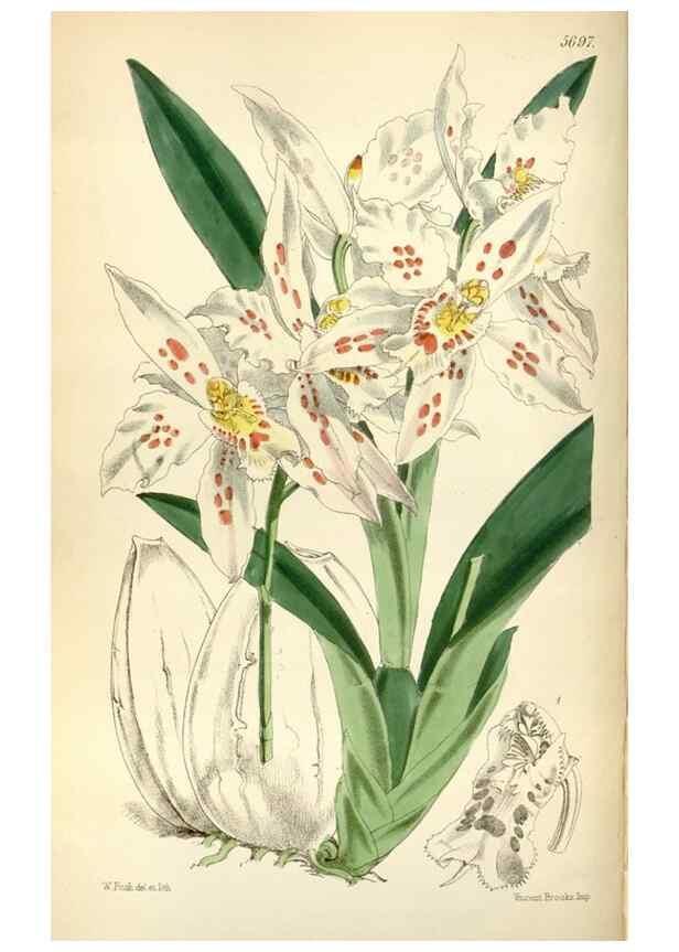 Reproducción/Reproduction 34465158533: Curtis's botanical magazine.. London ; New York [etc.] :Academic Press [etc.]