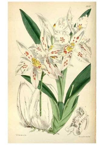 Reproducción/Reproduction 34465158533: Curtis's botanical magazine.. London ; New York [etc.] :Academic Press [etc.]