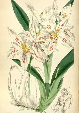 Reproducción/Reproduction 34465158533: Curtis's botanical magazine.. London ; New York [etc.] :Academic Press [etc.]