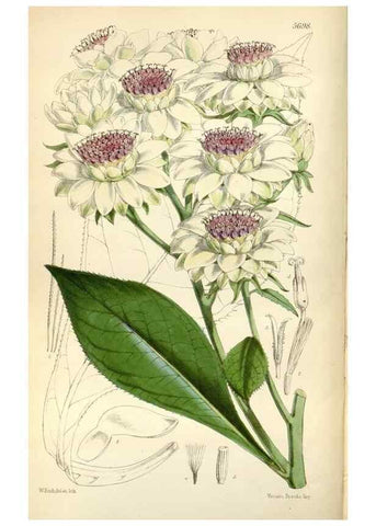 Reproducción/Reproduction 35234313086: Curtis's botanical magazine.. London ; New York [etc.] :Academic Press [etc.]
