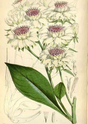 Reproducción/Reproduction 35234313086: Curtis's botanical magazine.. London ; New York [etc.] :Academic Press [etc.]