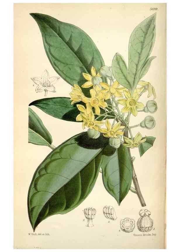 Reproducción/Reproduction 35234314846: Curtis's botanical magazine.. London ; New York [etc.] :Academic Press [etc.]