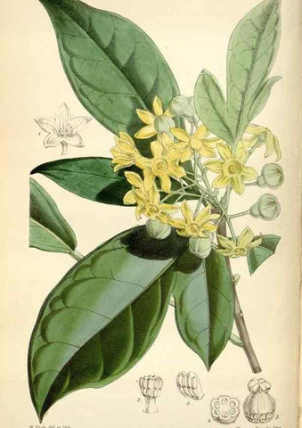 Reproducción/Reproduction 35234314846: Curtis's botanical magazine.. London ; New York [etc.] :Academic Press [etc.]