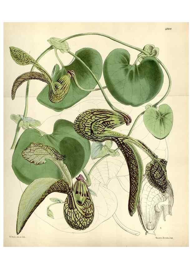Reproducción/Reproduction 34887520570: Curtis's botanical magazine.. London ; New York [etc.] :Academic Press [etc.]