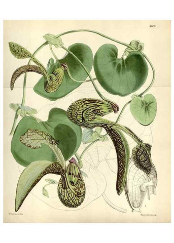 Reproducción/Reproduction 34887520570: Curtis's botanical magazine.. London ; New York [etc.] :Academic Press [etc.]