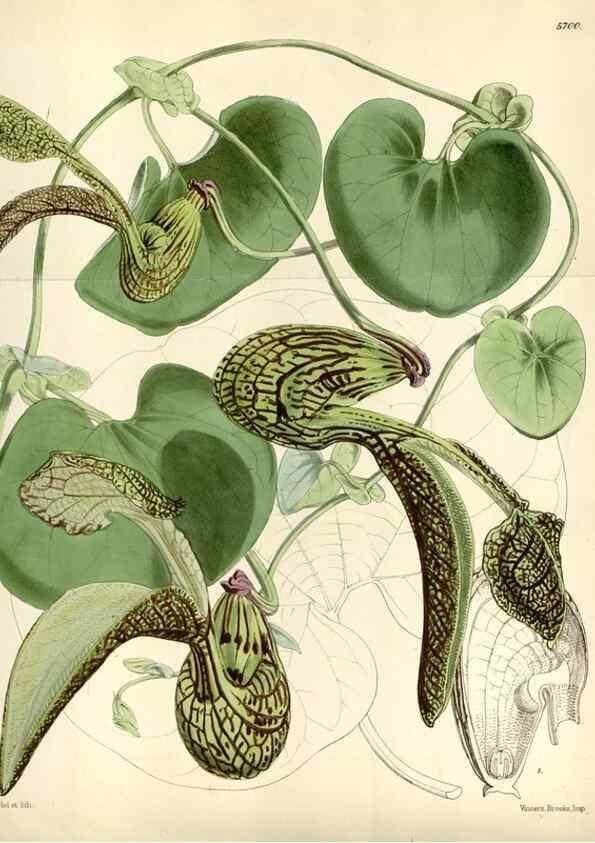 Reproducción/Reproduction 34887520570: Curtis's botanical magazine.. London ; New York [etc.] :Academic Press [etc.]