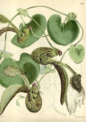 Reproducción/Reproduction 34887520570: Curtis's botanical magazine.. London ; New York [etc.] :Academic Press [etc.]