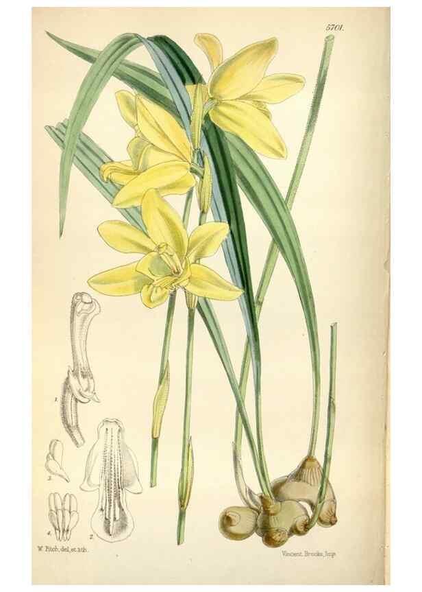 Reproducción/Reproduction 34887524080: Curtis's botanical magazine.. London ; New York [etc.] :Academic Press [etc.]