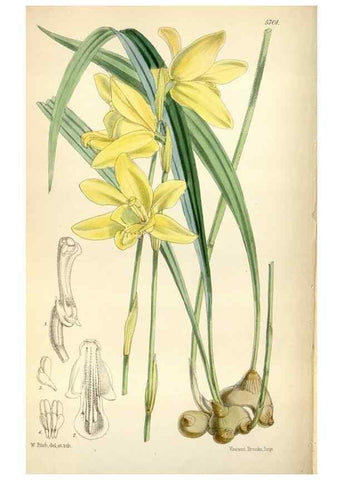 Reproducción/Reproduction 34887524080: Curtis's botanical magazine.. London ; New York [etc.] :Academic Press [etc.]