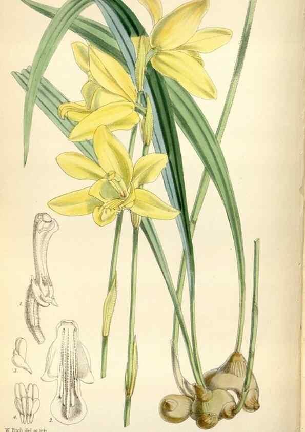 Reproducción/Reproduction 34887524080: Curtis's botanical magazine.. London ; New York [etc.] :Academic Press [etc.]