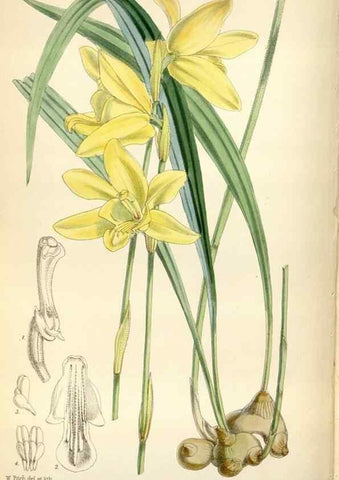 Reproducción/Reproduction 34887524080: Curtis's botanical magazine.. London ; New York [etc.] :Academic Press [etc.]