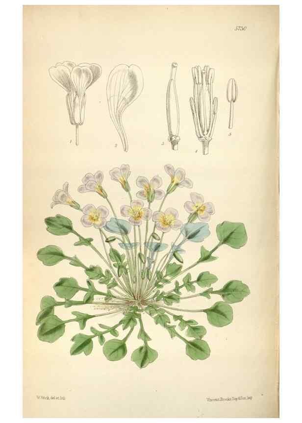 Reproducción/Reproduction 34465224693: Curtis's botanical magazine.. London ; New York [etc.] :Academic Press [etc.]