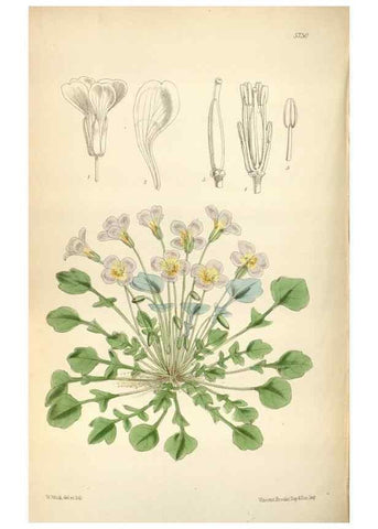 Reproducción/Reproduction 34465224693: Curtis's botanical magazine.. London ; New York [etc.] :Academic Press [etc.]