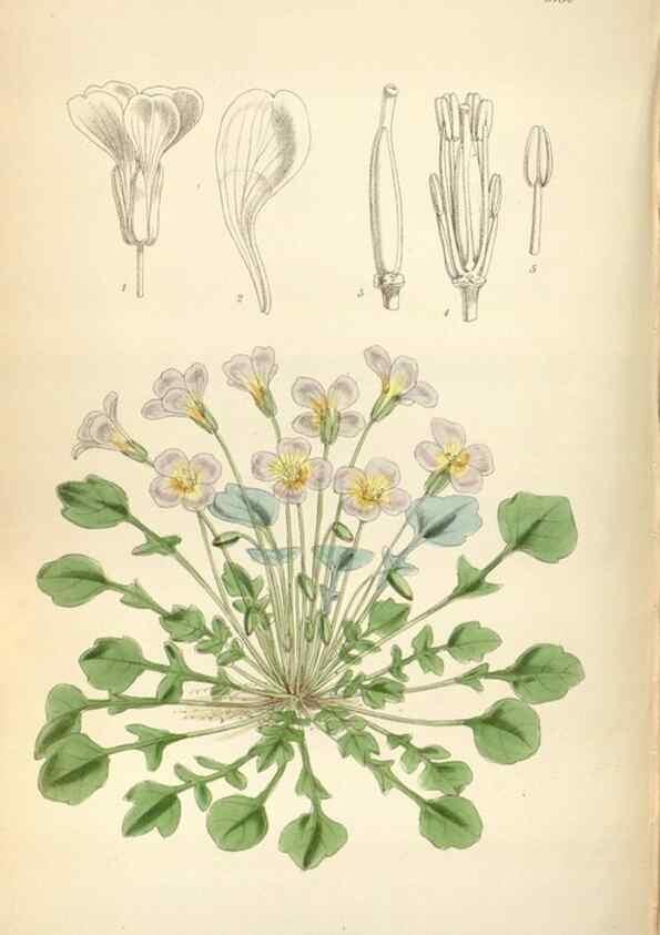 Reproducción/Reproduction 34465224693: Curtis's botanical magazine.. London ; New York [etc.] :Academic Press [etc.]