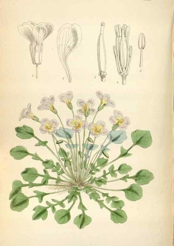 Reproducción/Reproduction 34465224693: Curtis's botanical magazine.. London ; New York [etc.] :Academic Press [etc.]
