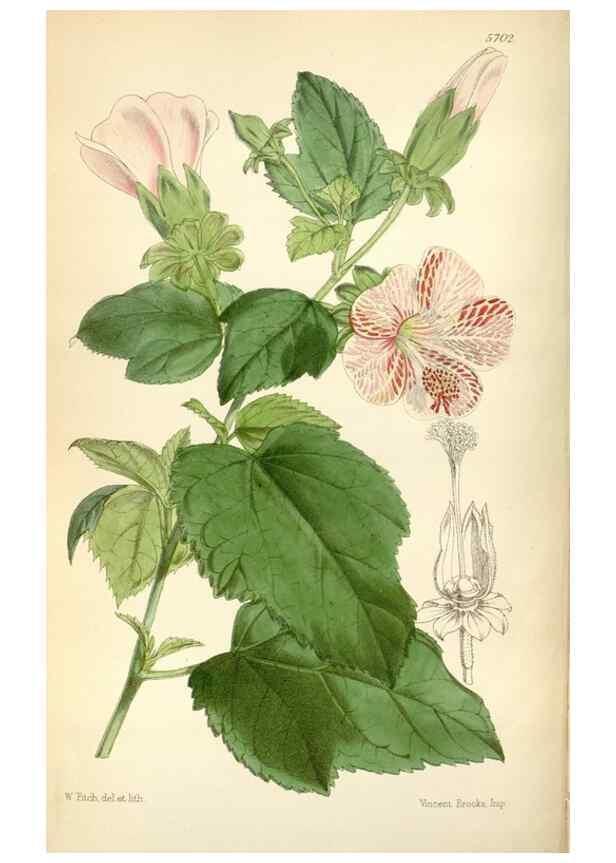 Reproducción/Reproduction 35234319006: Curtis's botanical magazine.. London ; New York [etc.] :Academic Press [etc.]