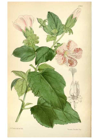Reproducción/Reproduction 35234319006: Curtis's botanical magazine.. London ; New York [etc.] :Academic Press [etc.]