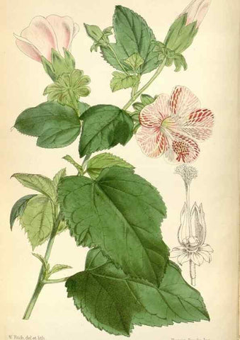 Reproducción/Reproduction 35234319006: Curtis's botanical magazine.. London ; New York [etc.] :Academic Press [etc.]