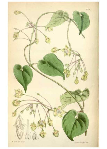 Reproducción/Reproduction 34887533800: Curtis's botanical magazine.. London ; New York [etc.] :Academic Press [etc.]