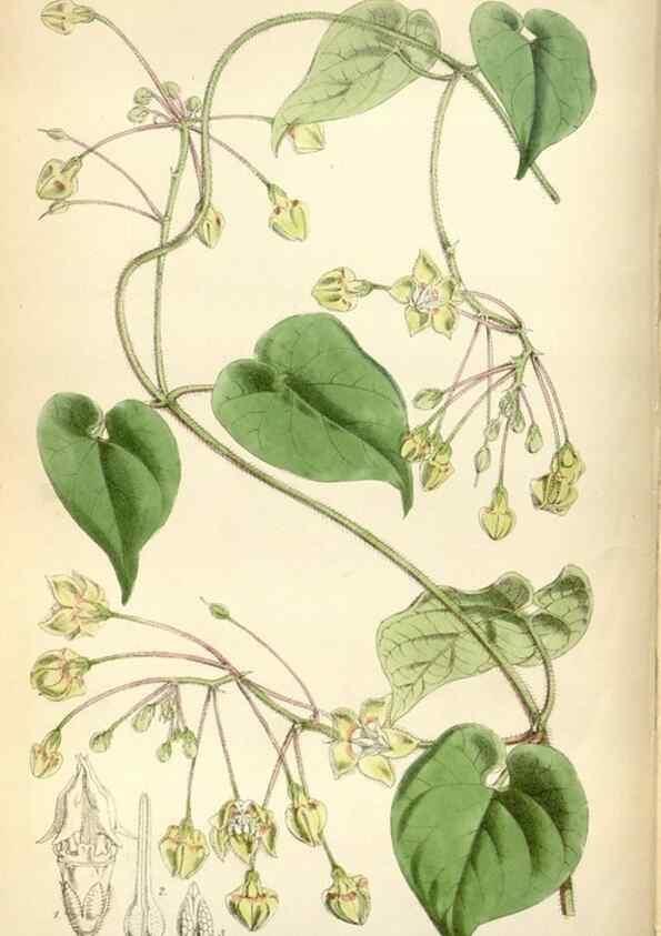 Reproducción/Reproduction 34887533800: Curtis's botanical magazine.. London ; New York [etc.] :Academic Press [etc.]