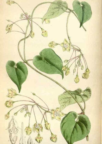 Reproducción/Reproduction 34887533800: Curtis's botanical magazine.. London ; New York [etc.] :Academic Press [etc.]
