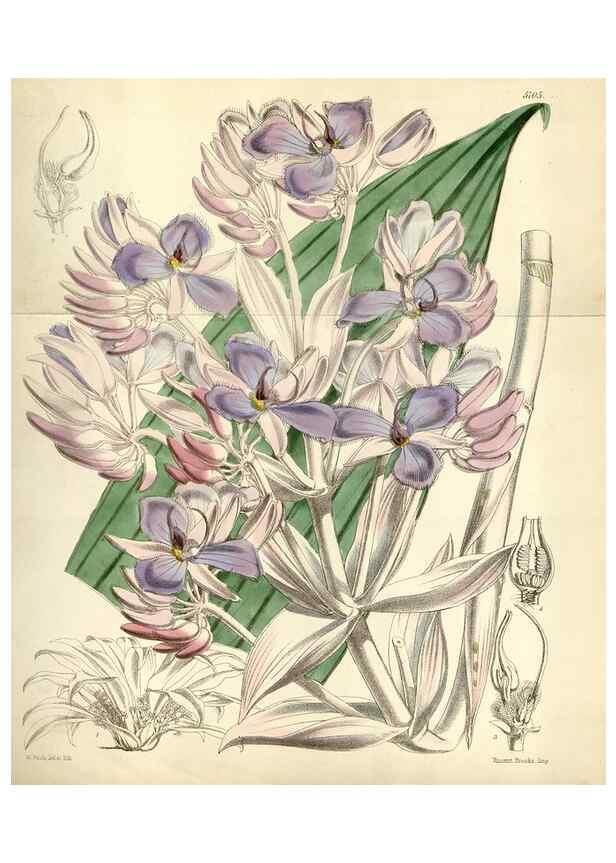 Reproducción/Reproduction 35108272952: Curtis's botanical magazine.. London ; New York [etc.] :Academic Press [etc.]