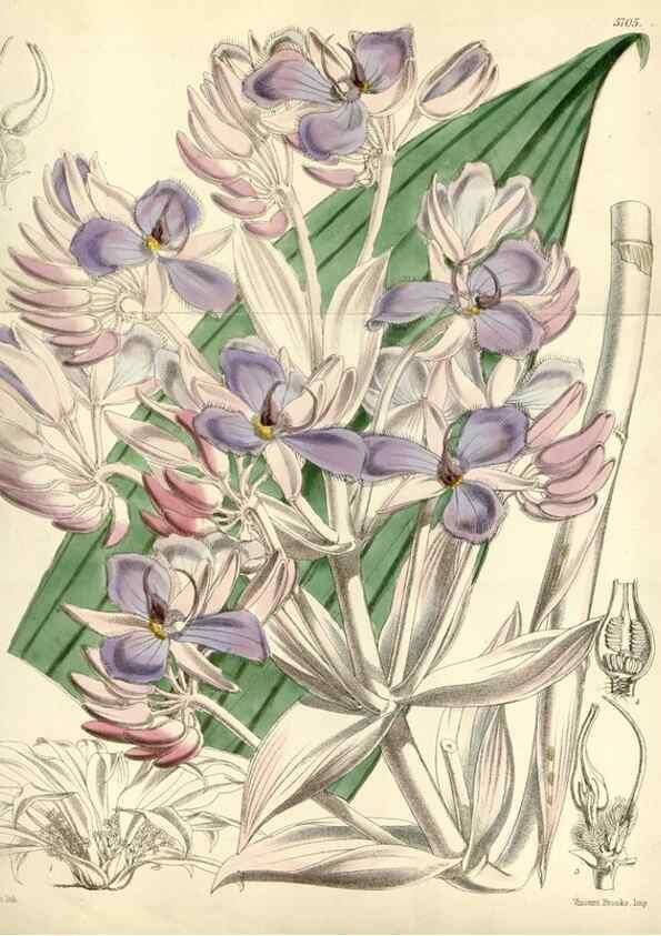 Reproducción/Reproduction 35108272952: Curtis's botanical magazine.. London ; New York [etc.] :Academic Press [etc.]