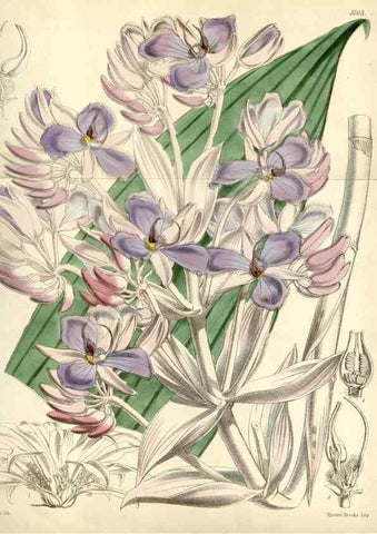 Reproducción/Reproduction 35108272952: Curtis's botanical magazine.. London ; New York [etc.] :Academic Press [etc.]