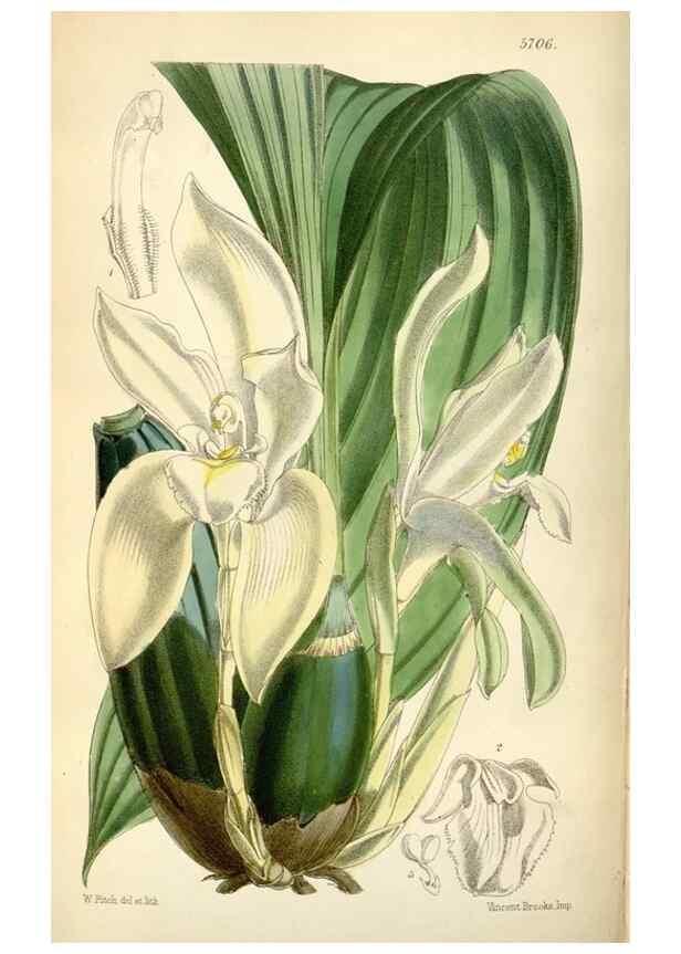 Reproducción/Reproduction 35108275442: Curtis's botanical magazine.. London ; New York [etc.] :Academic Press [etc.]
