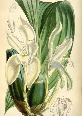 Reproducción/Reproduction 35108275442: Curtis's botanical magazine.. London ; New York [etc.] :Academic Press [etc.]
