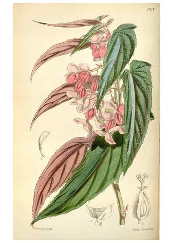 Reproducción/Reproduction 34887538140: Curtis's botanical magazine.. London ; New York [etc.] :Academic Press [etc.]