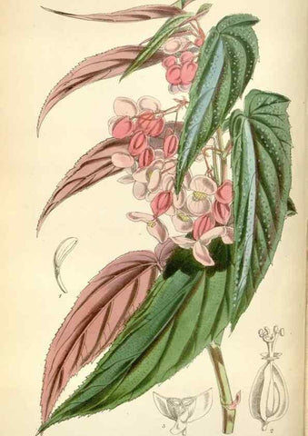 Reproducción/Reproduction 34887538140: Curtis's botanical magazine.. London ; New York [etc.] :Academic Press [etc.]