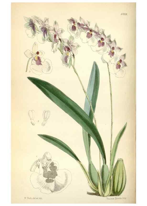 Reproducción/Reproduction 34887539770: Curtis's botanical magazine.. London ; New York [etc.] :Academic Press [etc.]