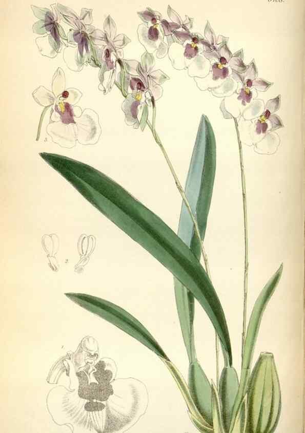 Reproducción/Reproduction 34887539770: Curtis's botanical magazine.. London ; New York [etc.] :Academic Press [etc.]