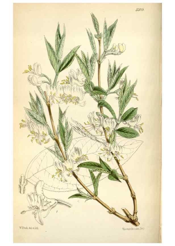Reproducción/Reproduction 34887541460: Curtis's botanical magazine.. London ; New York [etc.] :Academic Press [etc.]