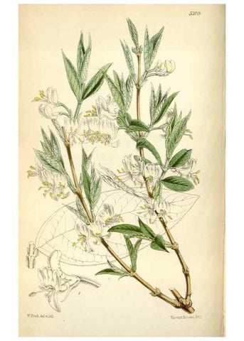 Reproducción/Reproduction 34887541460: Curtis's botanical magazine.. London ; New York [etc.] :Academic Press [etc.]