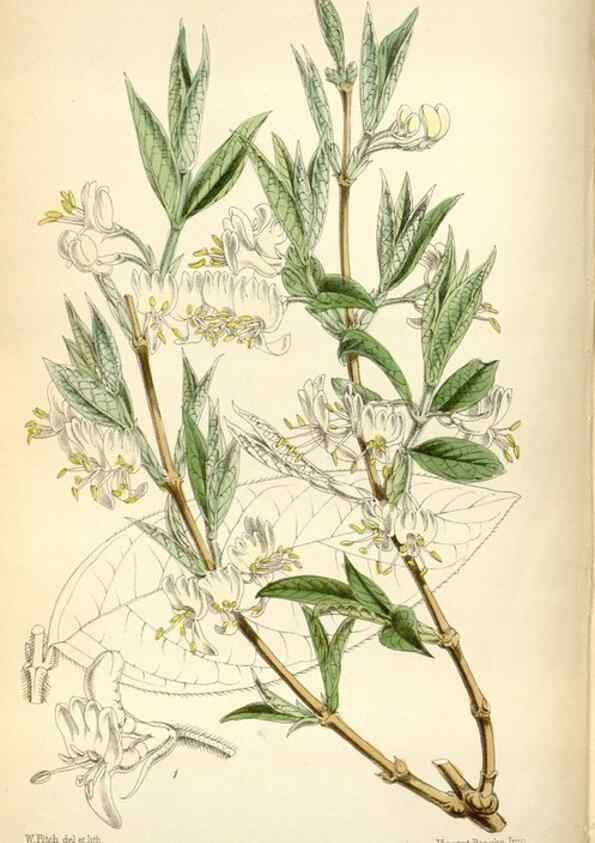Reproducción/Reproduction 34887541460: Curtis's botanical magazine.. London ; New York [etc.] :Academic Press [etc.]