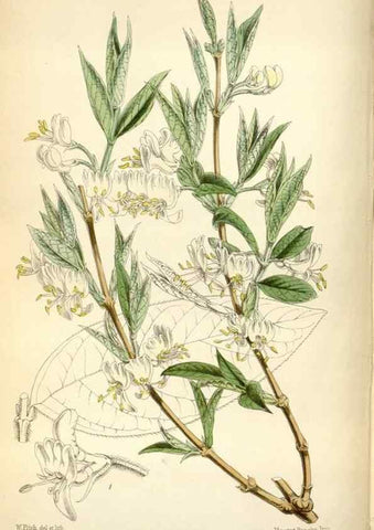 Reproducción/Reproduction 34887541460: Curtis's botanical magazine.. London ; New York [etc.] :Academic Press [etc.]