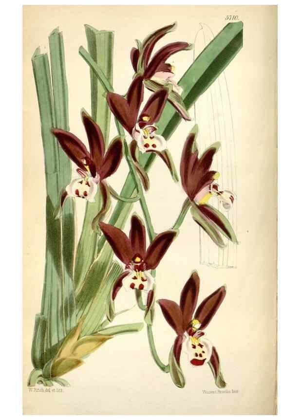 Reproducción/Reproduction 34887544470: Curtis's botanical magazine.. London ; New York [etc.] :Academic Press [etc.]