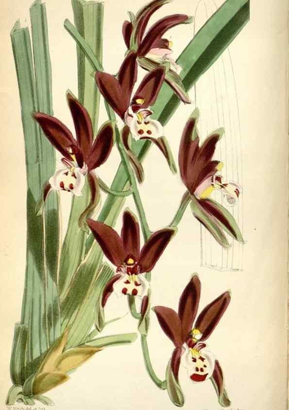 Reproducción/Reproduction 34887544470: Curtis's botanical magazine.. London ; New York [etc.] :Academic Press [etc.]