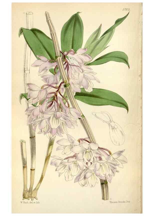 Reproducción/Reproduction 34430901124: Curtis's botanical magazine.. London ; New York [etc.] :Academic Press [etc.]