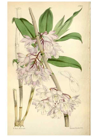 Reproducción/Reproduction 34430901124: Curtis's botanical magazine.. London ; New York [etc.] :Academic Press [etc.]